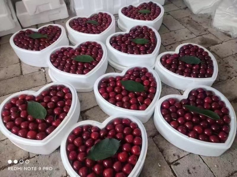 樱桃
