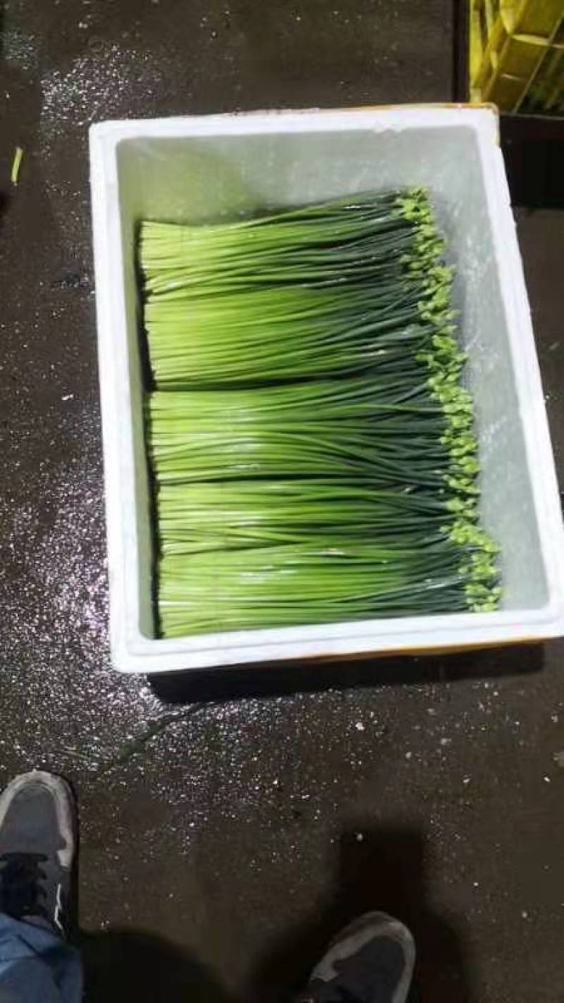 精品韭花