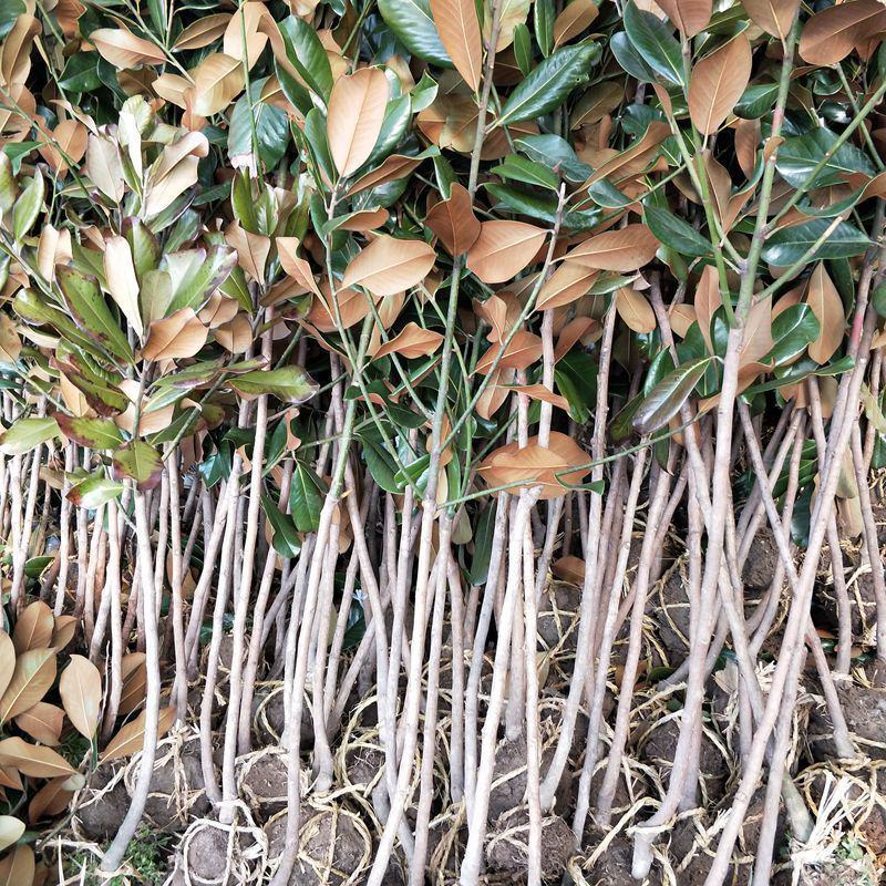 绿化苗木广玉兰小苗四季常青广玉兰荷花玉兰苗盆栽广玉兰树苗