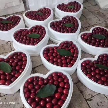 樱桃