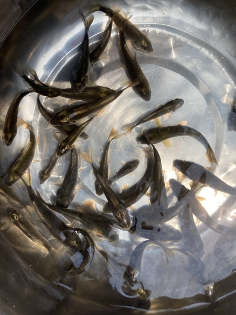 【花背鲤苗】金背鲤苗基地直供生长快产量高耐寒