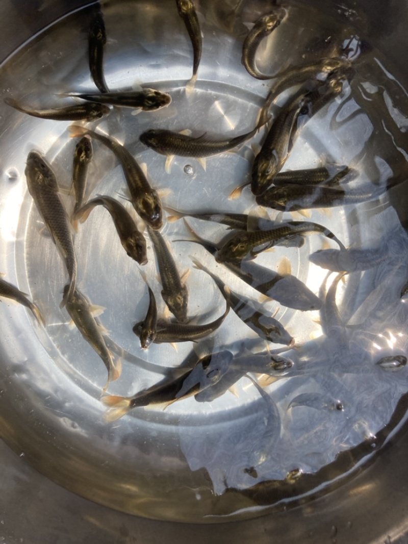 【花背鲤苗】金背鲤苗基地直供生长快产量高耐寒