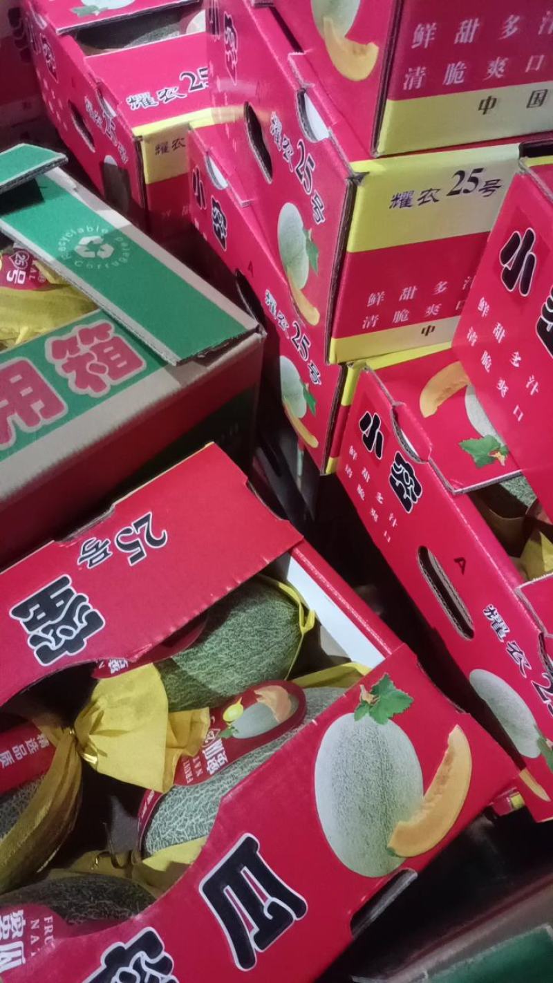 海南海沙地晓蜜25号哈蜜瓜可供各大市场，平台商超！