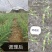 淡紫拟青霉+侧孢+厚孢轮枝菌药根结线虫根线虫虫卵双杀线虫