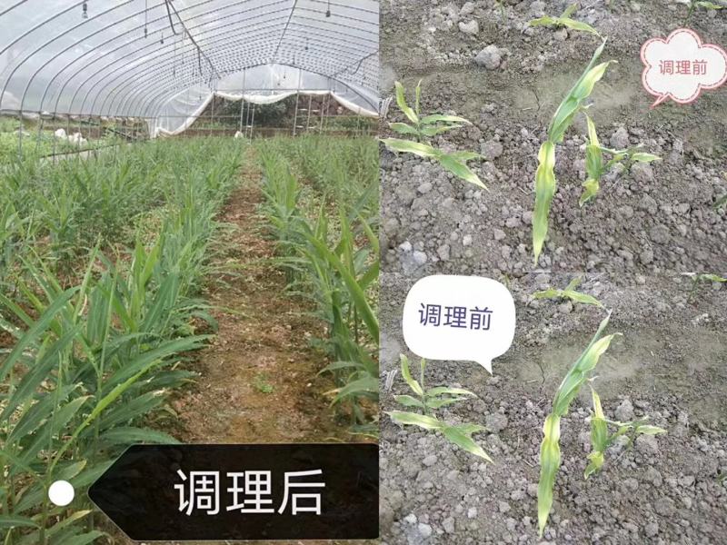淡紫拟青霉+侧孢+厚孢轮枝菌药根结线虫根线虫虫卵双杀线虫