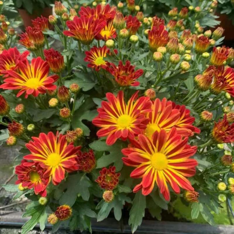 荷兰菊带花苞花苗四季开花盆栽室内外阳台花卉绿植