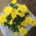 荷兰菊带花苞花苗四季开花盆栽室内外阳台花卉绿植