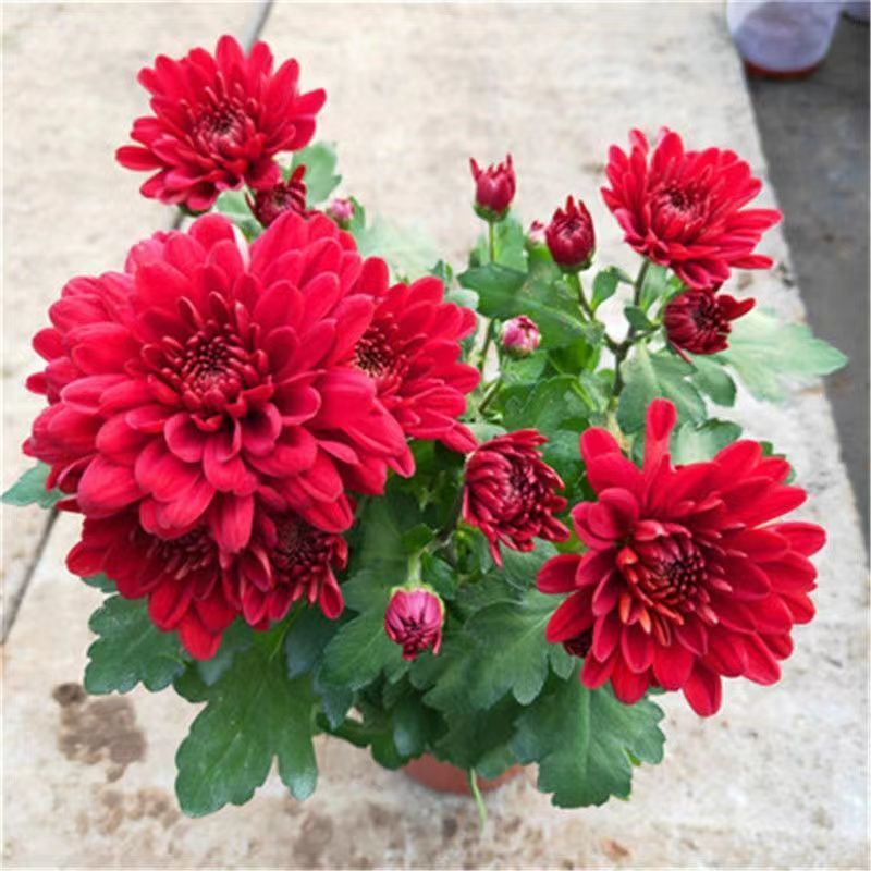 荷兰菊带花苞花苗四季开花盆栽室内外阳台花卉绿植