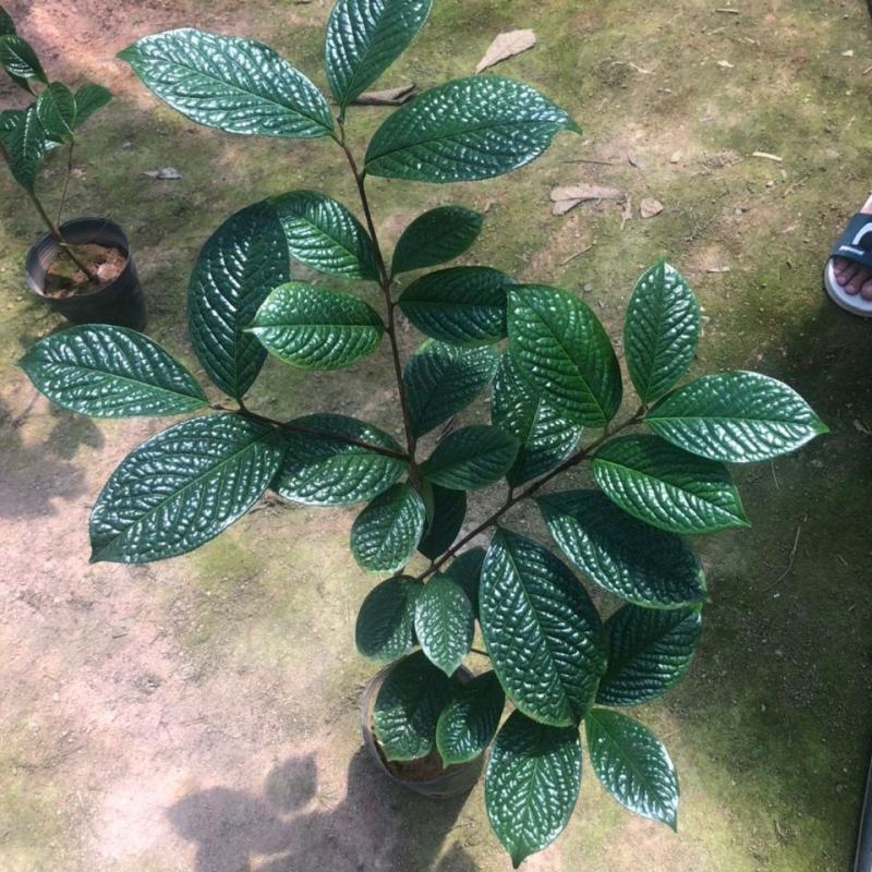 金花茶苗防城金花茶树名贵种金花茶树苗广西防普金花茶盆栽