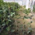 金花茶苗防城金花茶树名贵种金花茶树苗广西防普金花茶盆栽