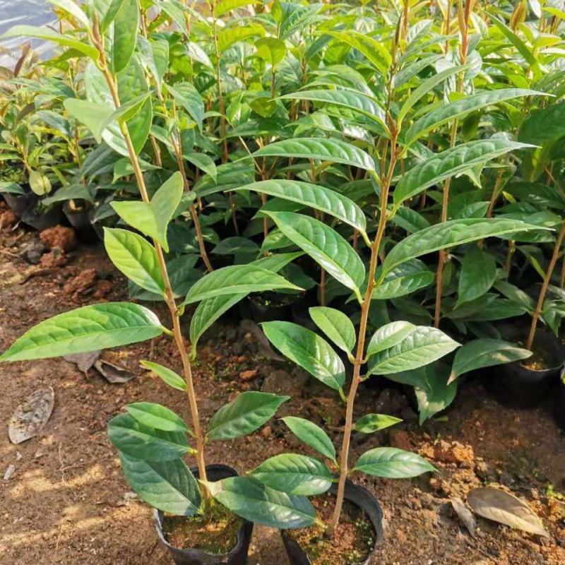 金花茶苗防城金花茶树名贵种金花茶树苗广西防普金花茶盆栽
