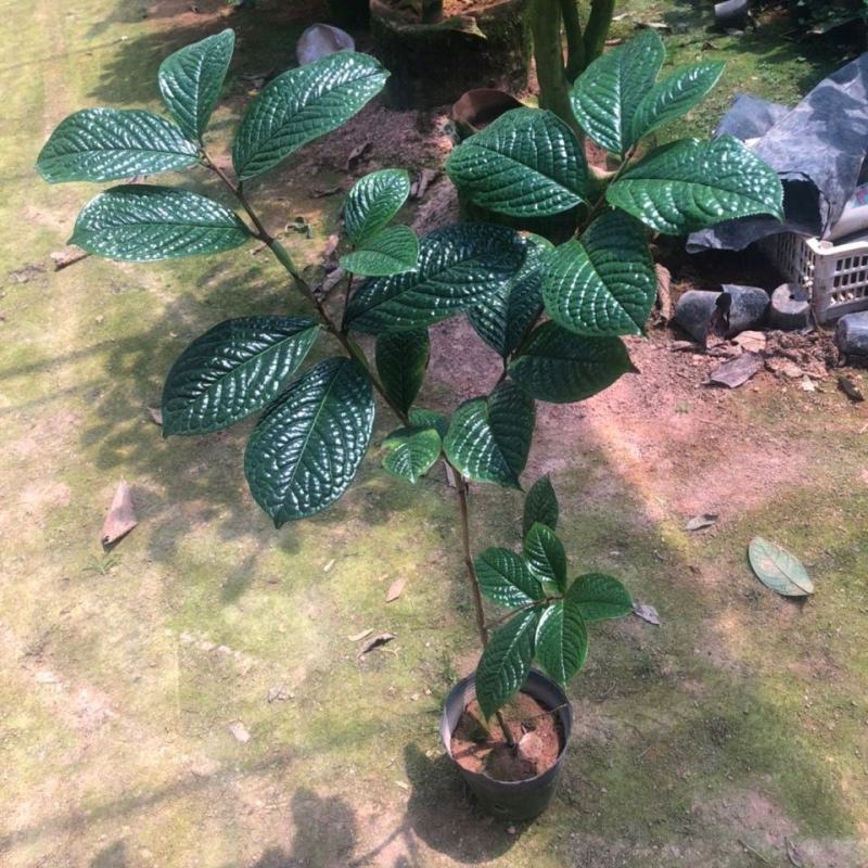 金花茶苗防城金花茶树名贵种金花茶树苗广西防普金花茶盆栽
