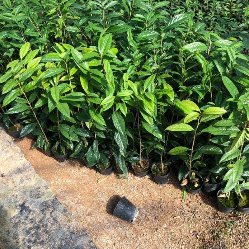 金花茶苗防城金花茶树名贵种金花茶树苗广西防普金花茶盆栽
