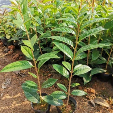 金花茶苗防城金花茶树名贵种金花茶树苗广西防普金花茶盆栽