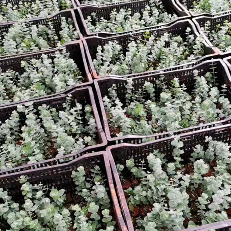 网红尤加利银水滴盆栽阳台办公室绿植四季常青客厅观叶植物