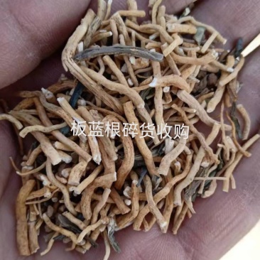板蓝根碎货
