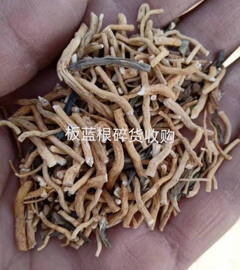 板蓝根碎货