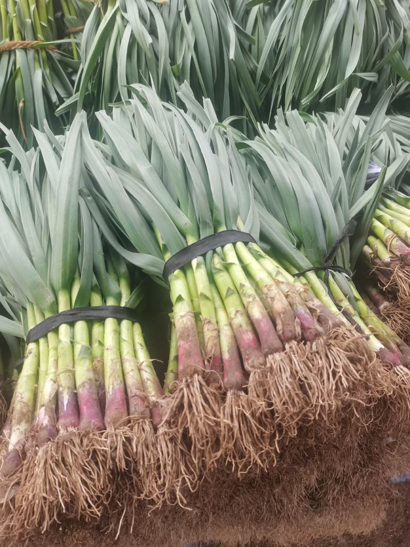我处精品蒜苗以大量上市质量好货量充足欢迎各位老板前来咨询