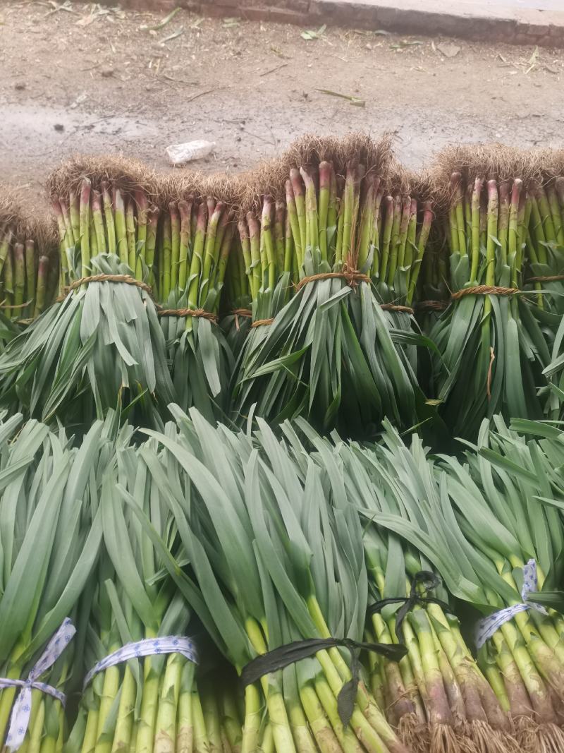 我处精品蒜苗以大量上市质量好货量充足欢迎各位老板前来咨询