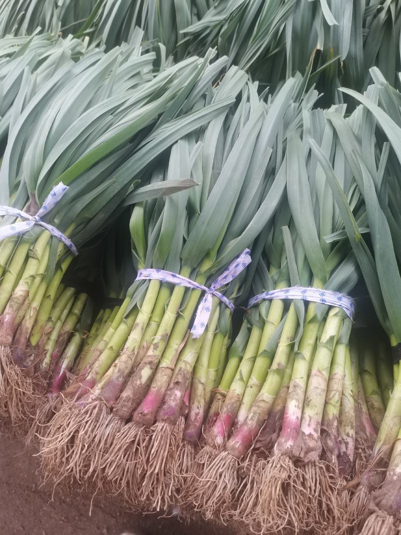我处精品蒜苗以大量上市质量好货量充足欢迎各位老板前来咨询