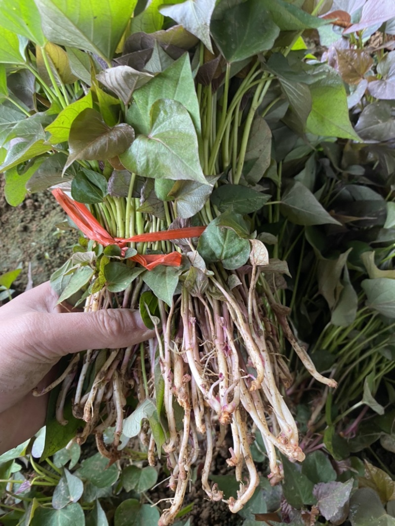 红薯苗