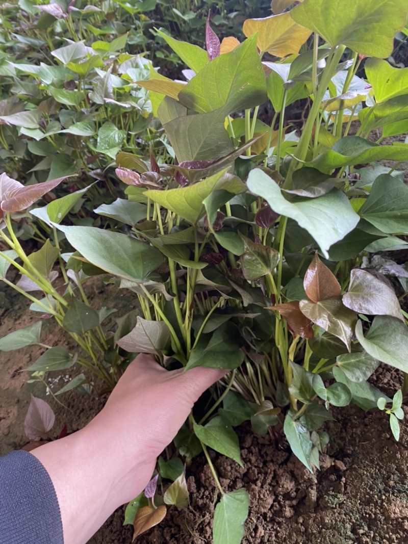 红薯苗