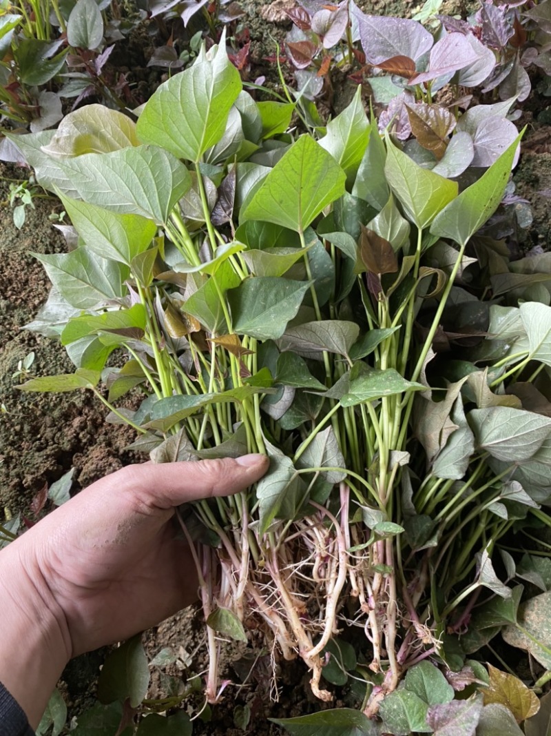红薯苗
