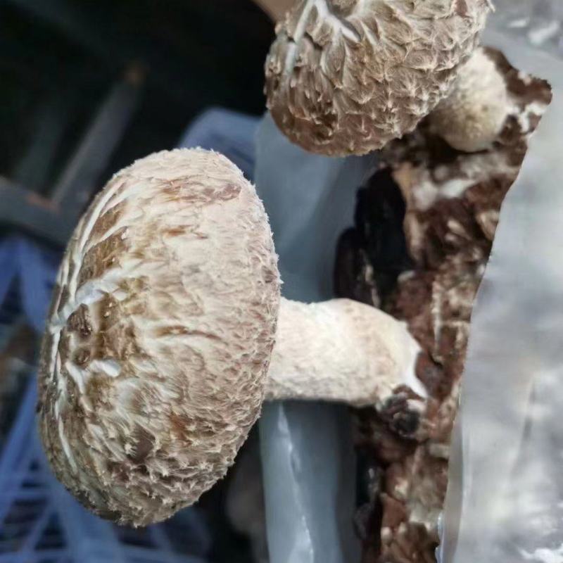 西峡县科达菌业有限公司小菌包出菇菌包品种多，中温的低温的