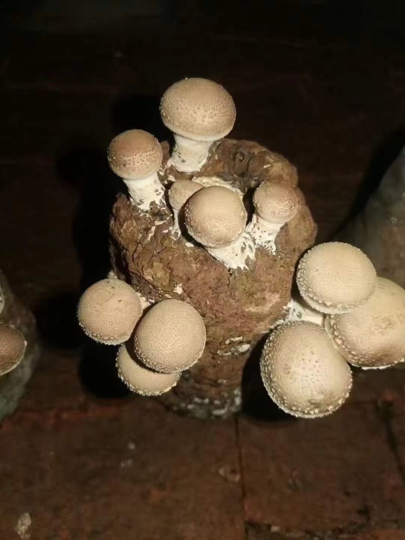 西峡县科达菌业有限公司小菌包出菇菌包品种多，中温的低温的