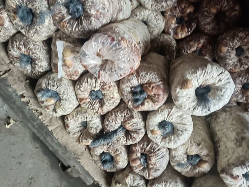 西峡县科达菌业有限公司小菌包出菇菌包品种多，中温的低温的