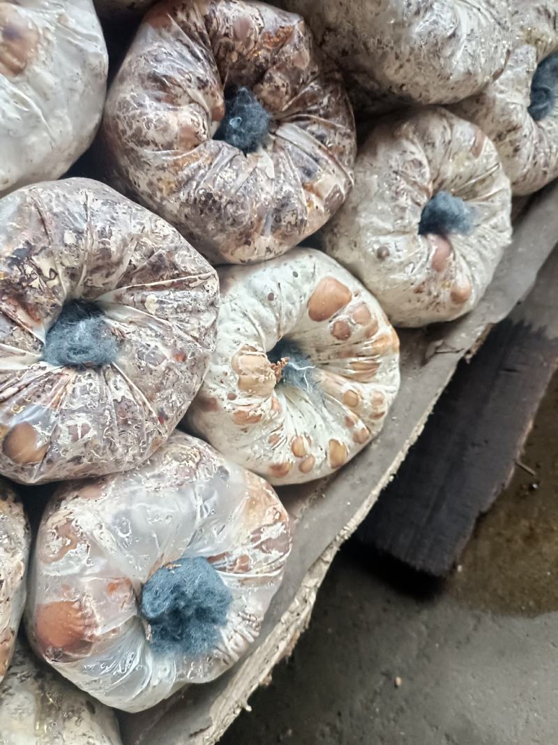 西峡县科达菌业有限公司小菌包出菇菌包品种多，中温的低温的