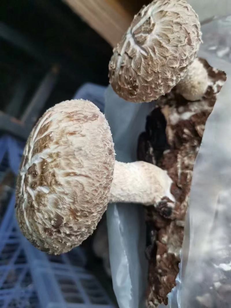 西峡县科达菌业有限公司小菌包出菇菌包品种多，中温的低温的