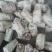 西峡县科达菌业有限公司小菌包出菇菌包品种多，中温的低温的
