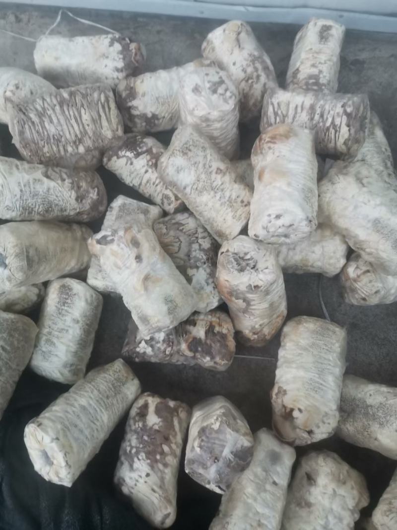 西峡县科达菌业有限公司小菌包出菇菌包品种多，中温的低温的