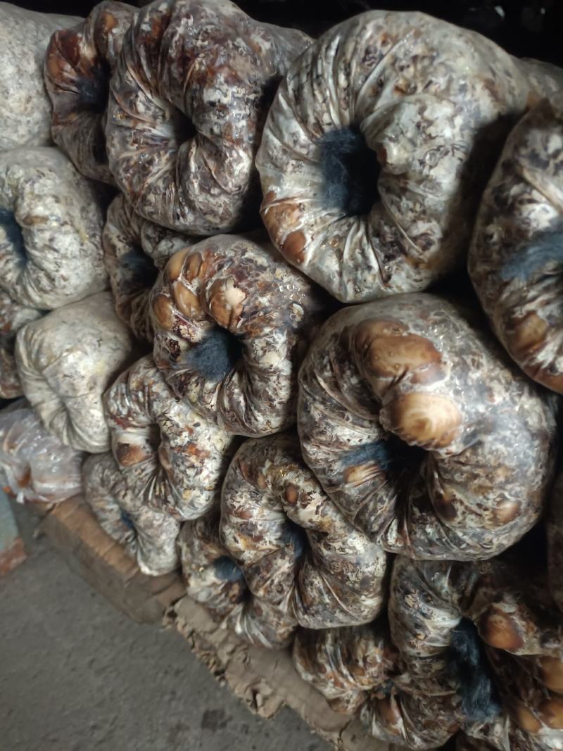 西峡县科达菌业有限公司小菌包出菇菌包品种多，中温的低温的