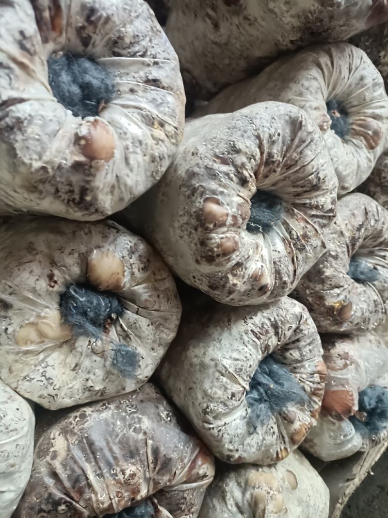 西峡县科达菌业有限公司小菌包出菇菌包品种多，中温的低温的