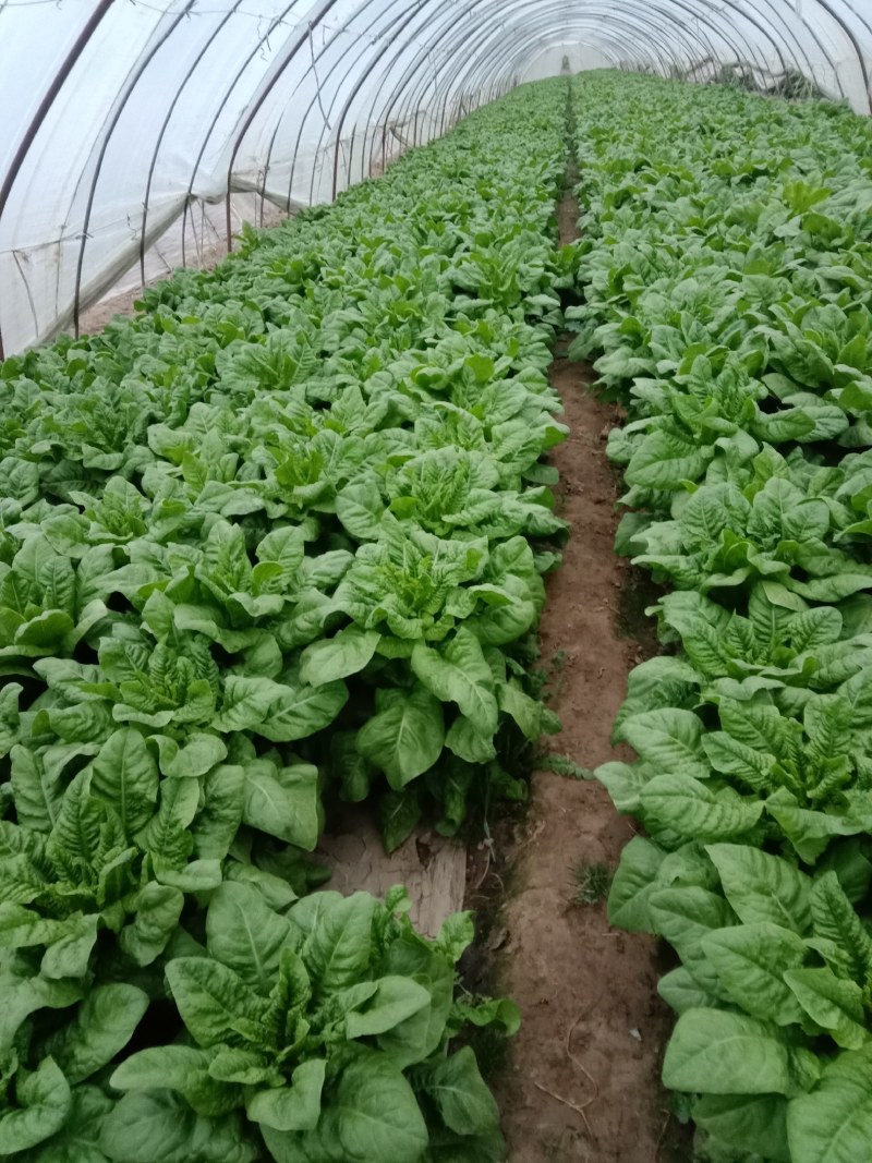 莴笋陕西朝邑镇沙底村红叶香莴笋蔬菜产地直销货源充足