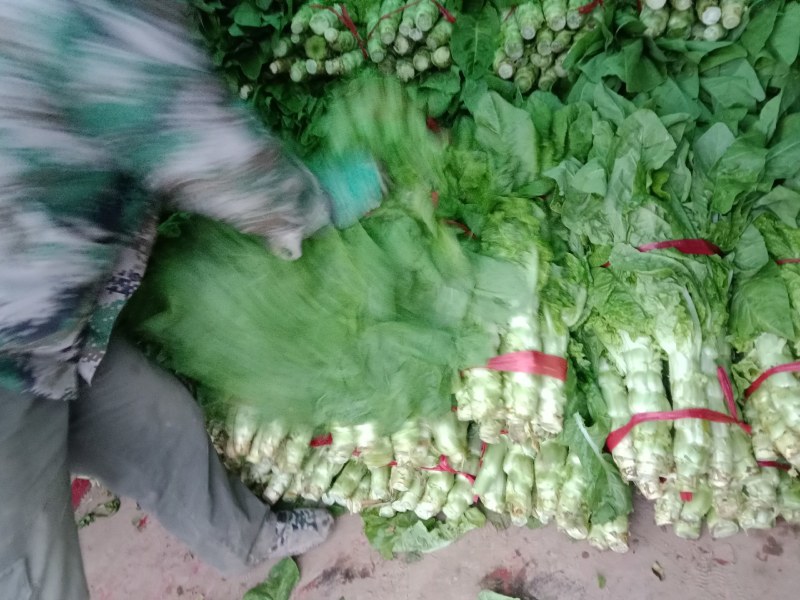 莴笋陕西朝邑镇沙底村红叶香莴笋蔬菜产地直销货源充足