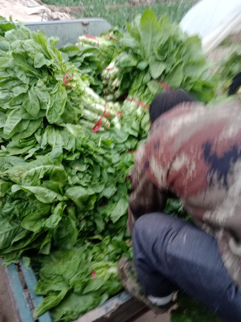 莴笋陕西朝邑镇沙底村红叶香莴笋蔬菜产地直销货源充足