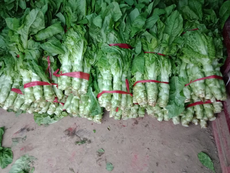 莴笋陕西朝邑镇沙底村红叶香莴笋蔬菜产地直销货源充足
