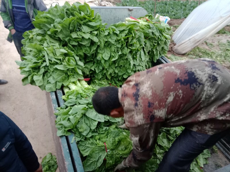 莴笋陕西朝邑镇沙底村红叶香莴笋蔬菜产地直销货源充足