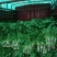 莴笋陕西朝邑镇沙底村红叶香莴笋蔬菜产地直销货源充足
