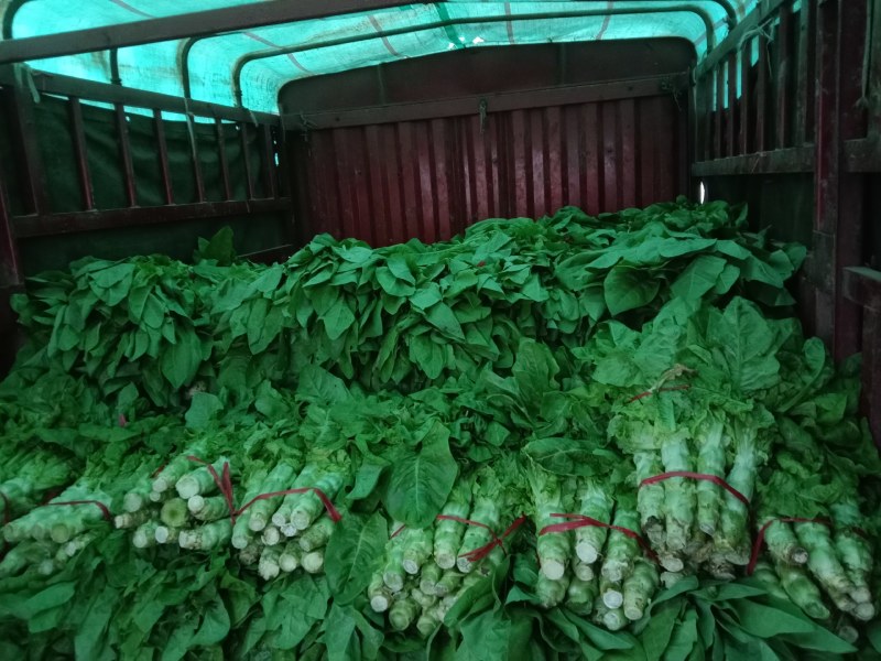 莴笋陕西朝邑镇沙底村红叶香莴笋蔬菜产地直销货源充足
