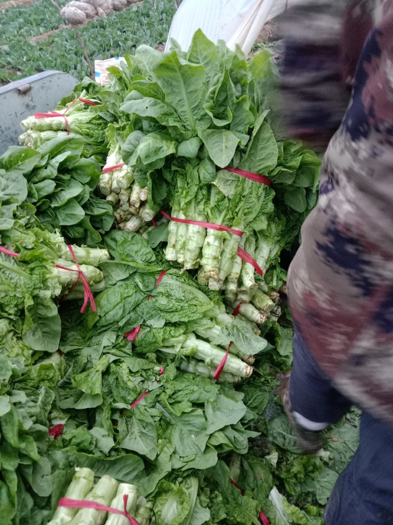 莴笋陕西朝邑镇沙底村红叶香莴笋蔬菜产地直销货源充足