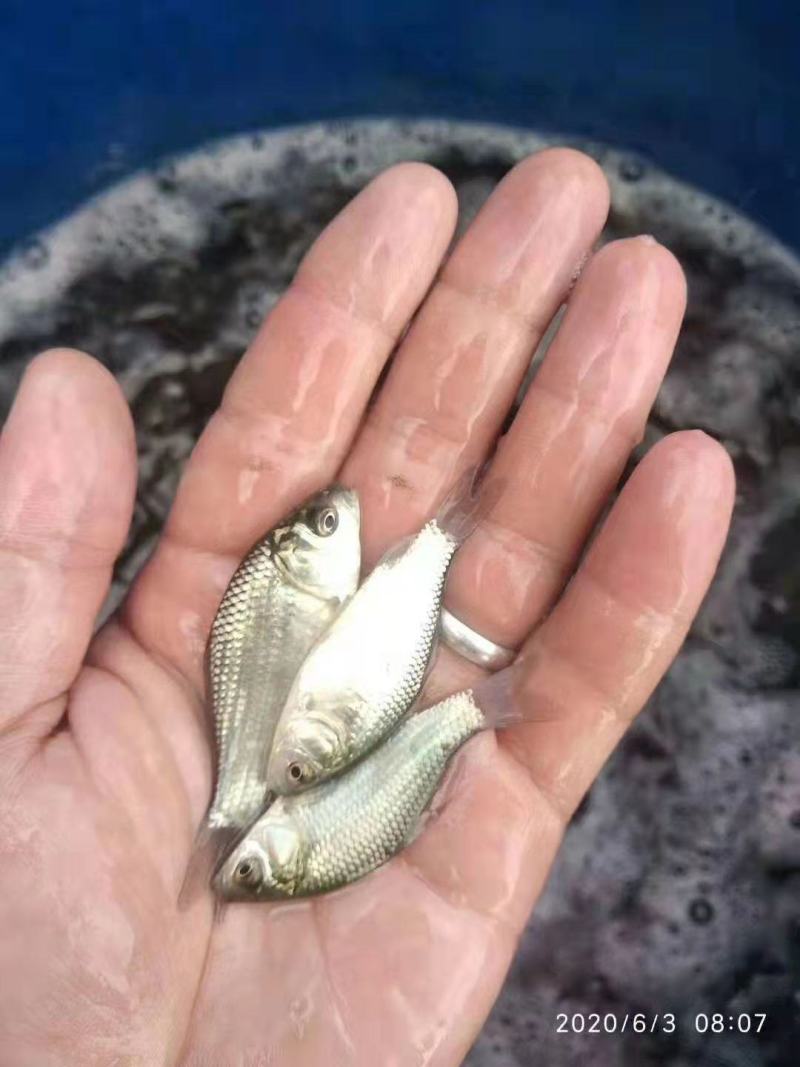 出售，各种，鱼苗，和成品鱼，草鱼，青鱼，鲫鱼，鲤鱼，桂鱼