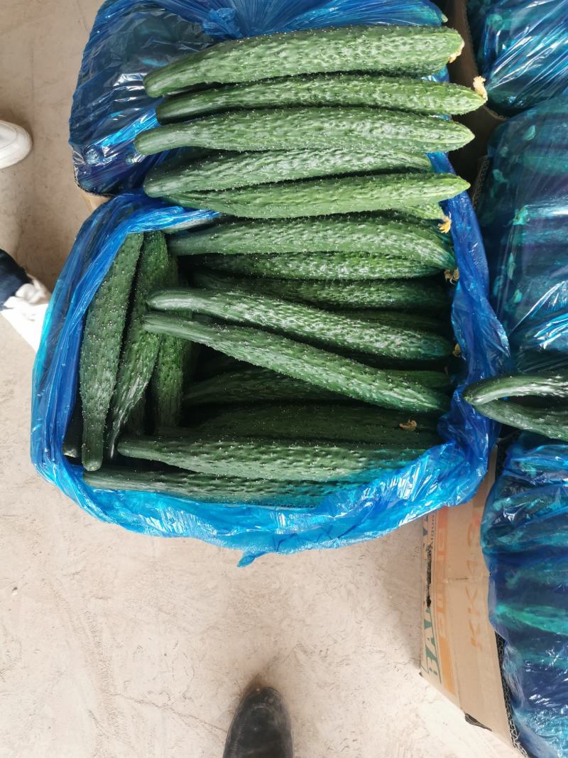 夏邑县黄瓜大量上市了，欢迎光临新老客户前来选购，优质服务