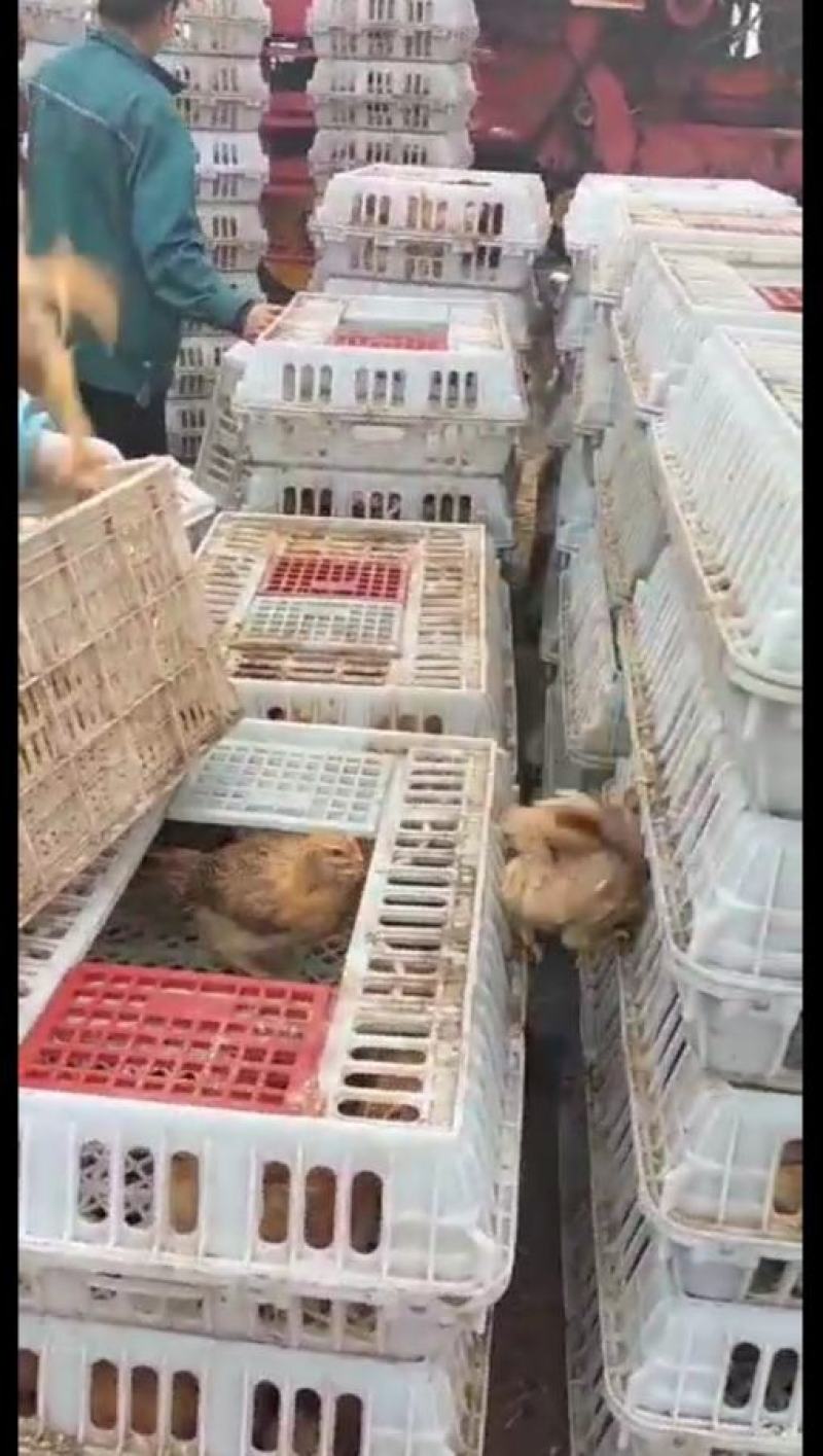 鸡苗脱温苗各种鸡苗土鸡