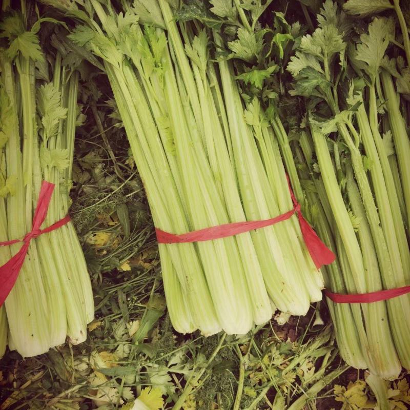 （热销）芹菜产区直供，无苔。货源充足，量大从优，视频看货
