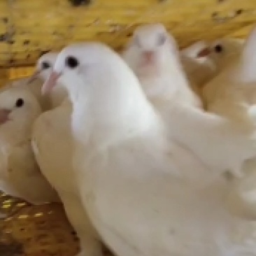 现杀乳鸽
