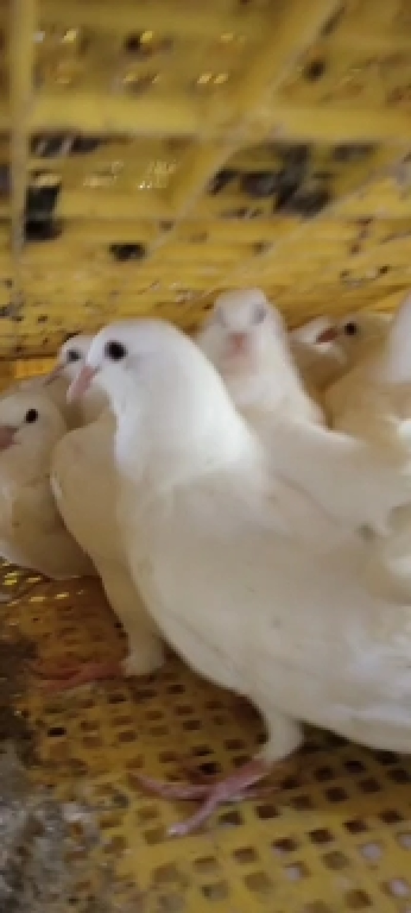 现杀乳鸽